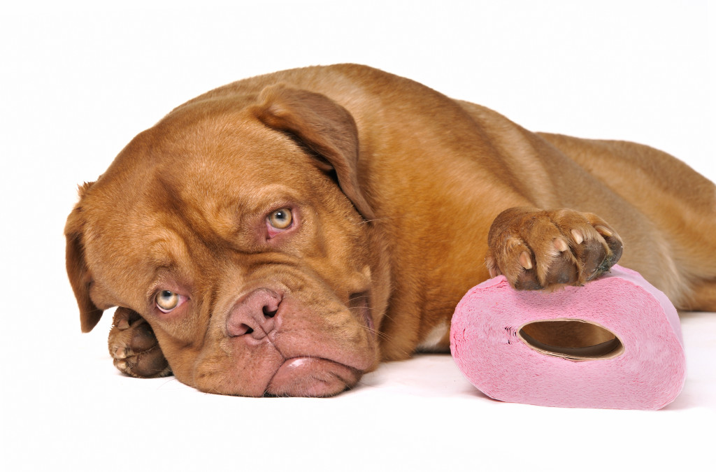 How To Toilet Train Your Puppy Dog How To Toilet Train Your Puppy Dog