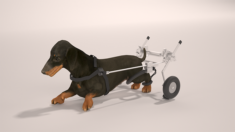 SitGo Rear Leg Support DogWheelchair M (used)